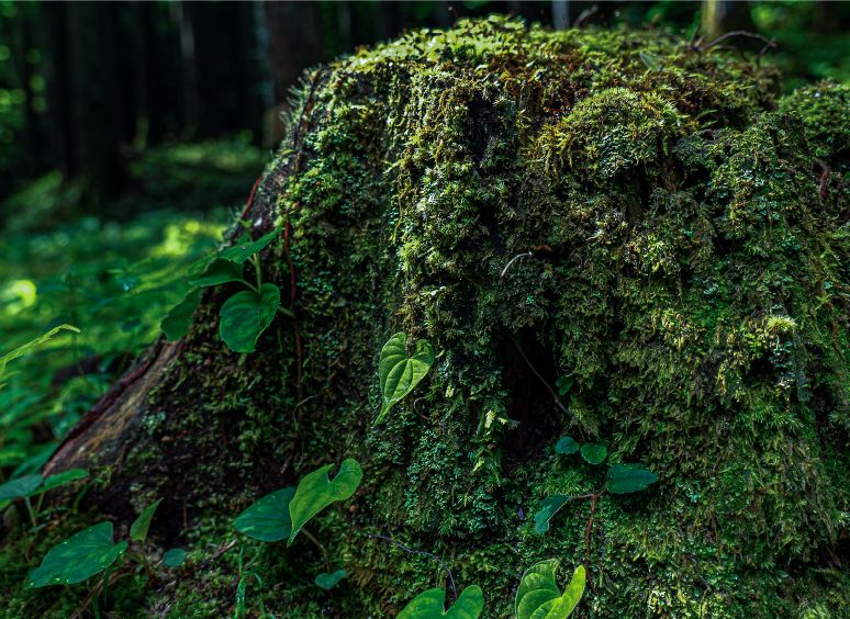 Beautiful Nature and Pristine Landscapes